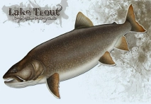 Lake trout Lake trout