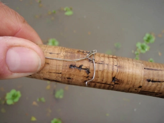 Tropyfish lost, lesson learned Tropyfish lost, lesson learned