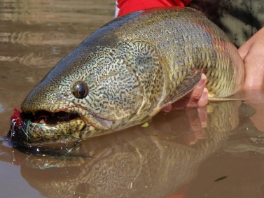 Tararira closeup Tararira closeup