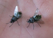 Two flies Two flies