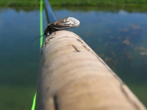 Alder fly II Alder fly II