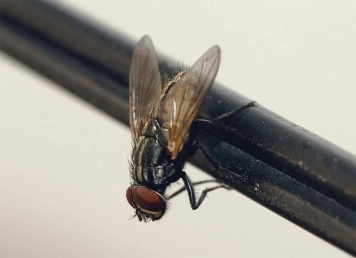 Housefly Housefly