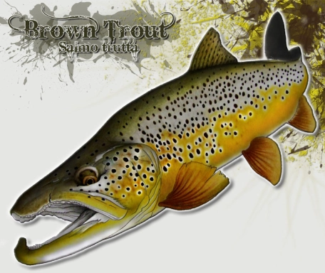 Brown Trout Brown Trout