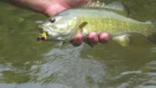 Video thumb for Fly Fishing for Smallmouth Bass with Popping Bugs