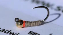 Video thumb for Utah Killer Bug