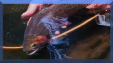 Video thumb for Flat Tops Wilderness