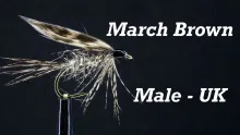 Video thumb for March Brown Male UK (Bergman)