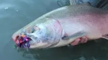 Video thumb for Alaska Fly Fishing- Silver Means Gold