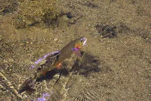 User submitted picture: Wild Cutthroat Trout...  ...