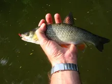 User submitted picture: Chub