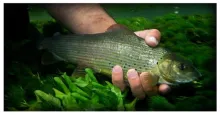 User submitted picture: Grayling release