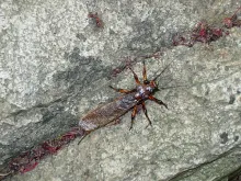 User submitted picture: Realistic Adult Stonefly 