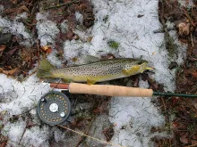 User submitted picture: A Wild Brown at Winters R...