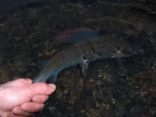 User submitted picture: Winter Grayling taken on ...
