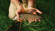User submitted picture: A 34cm  German Grayling c...