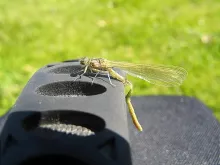 User submitted picture: A damsel nymph just emerg...