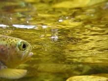 User submitted picture: Rainbow looking up at a G...