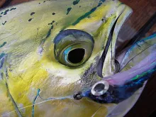 User submitted picture: A nice Dolphin caught in ...