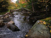 User submitted picture: Anticipation, Wild Brook ...