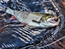 User submitted picture: ...Chub catch the bug...