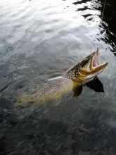 User submitted picture: Brown trout