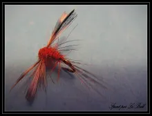 User submitted picture: red spent