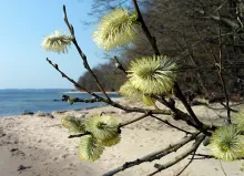 User submitted picture: Springtime om the danish ...