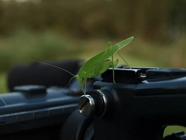User submitted picture: Great Green Bush-Cricket ...
