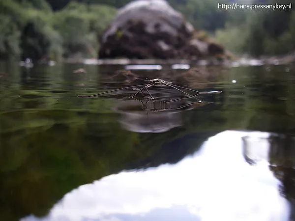 User submitted picture: Close up of a "waterskat...