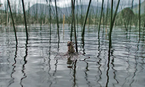 User submitted picture: DragonFly in a cold day o...