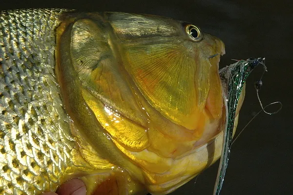 User submitted picture: Dorado (Salminus Maxillos...