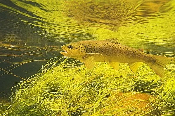 User submitted picture: Beautiful Brown Trout cau...