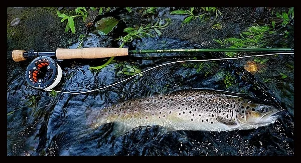 User submitted picture: Brown trout