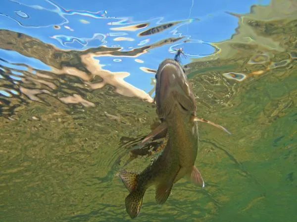 User submitted picture: Rainbow trout underwater ...