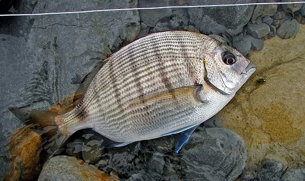 User submitted picture: Two-banded bream was take...